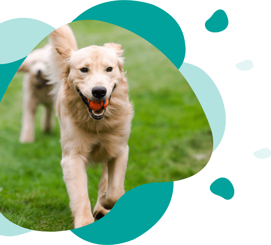 Happy Golden Retreiver Dog With Poodle Playing Fetch Dogs Pets