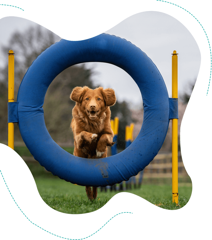 Dog Jumping the Obstacles While Practicing Agility