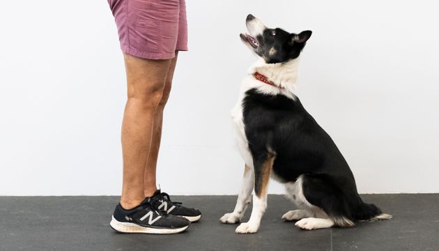 Intermediate Obedience - Competition Canine aka Comp K9