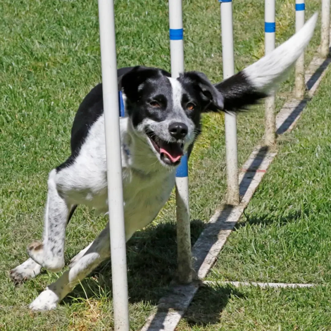 Agility - Beginning: A black and white dog jumping over poles.