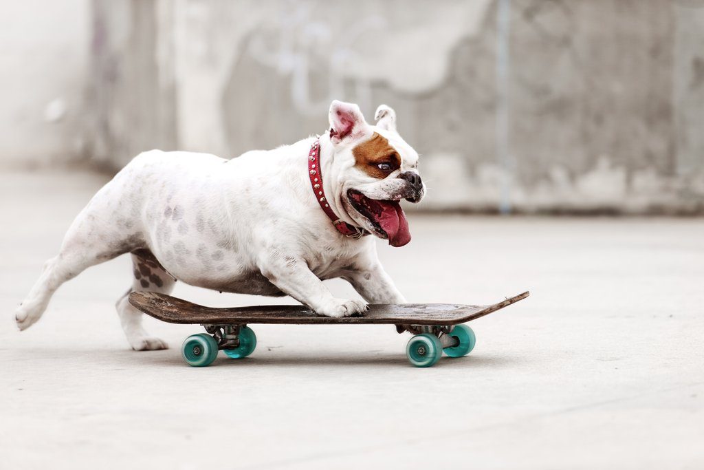 A bulldog is riding a skateboard.