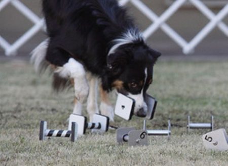A black and white dog playing with Private Instruction Beginning Obedience.