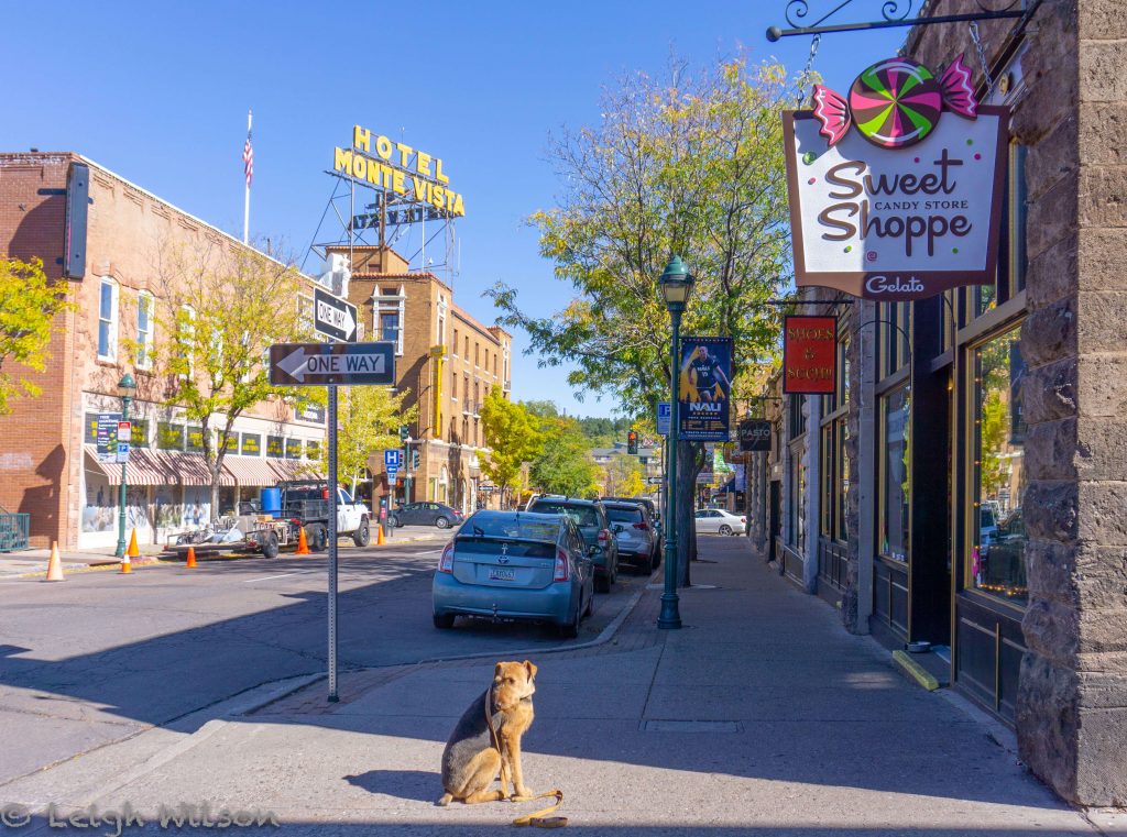 A dog sits on the sidewalk in front of a store.