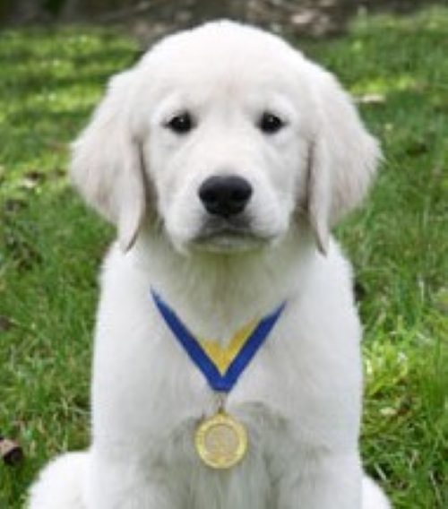 A white CGC - Star Puppy sitting on the grass with a medal.