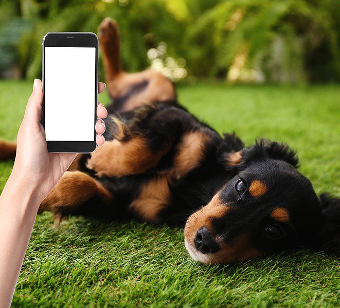 A dog laying on the grass with a person holding Virtual Tricks Evaluation TKN.