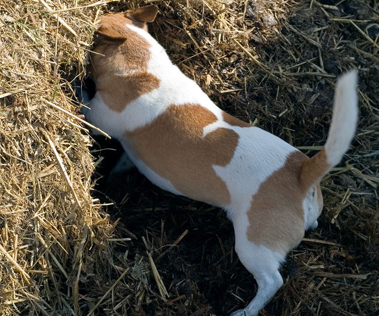 A brown and white dog digging in hay.