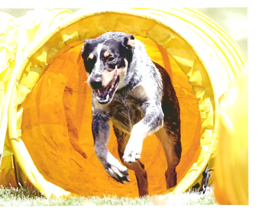 A dog running through a yellow tunnel.