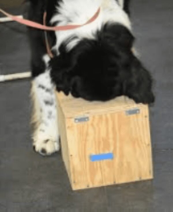 A black and white dog on a leash looking at the Nose Work - Beginning box.