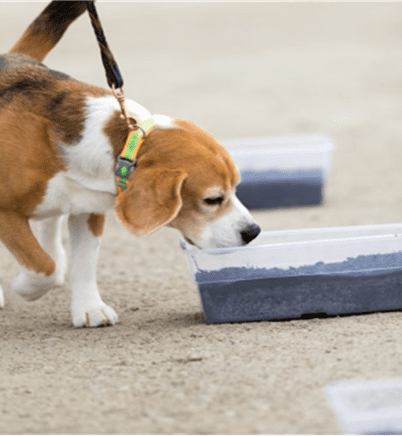 A beagle dog on a leash looking at Nose Work - Intermediate.