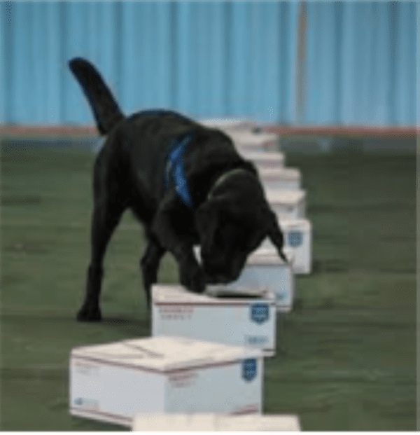 A black labrador retriever sniffing boxes in a warehouse for the Intermediate Nose Work (Copy) product.