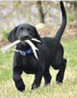 A black lab puppy running with a bone in its mouth.