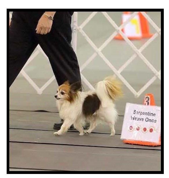 A small white and brown dog walking in a show ring.