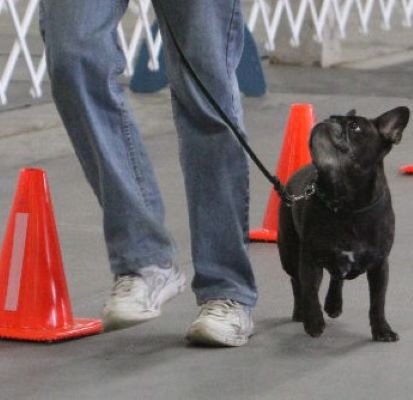A person is walking a dog through cones at a dog show.