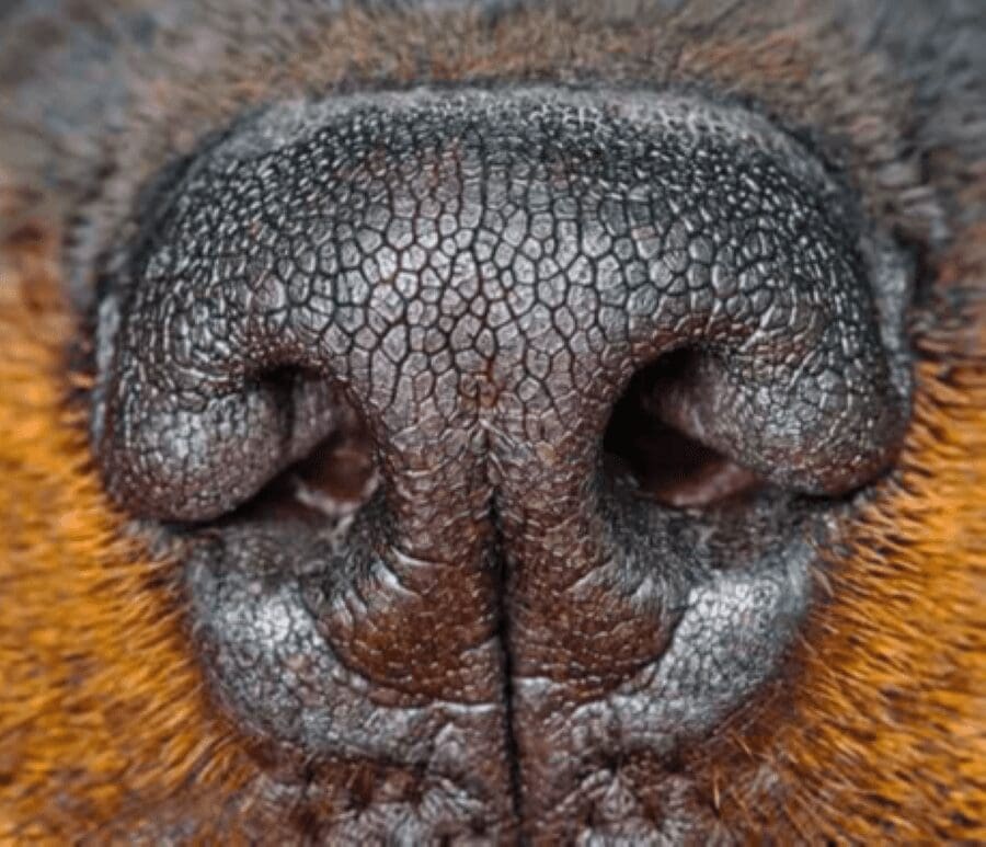 Close-up of a dog's nose
