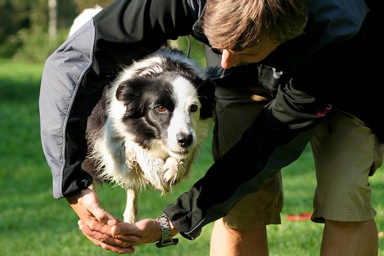 A man is petting a black and white dog in the grass.