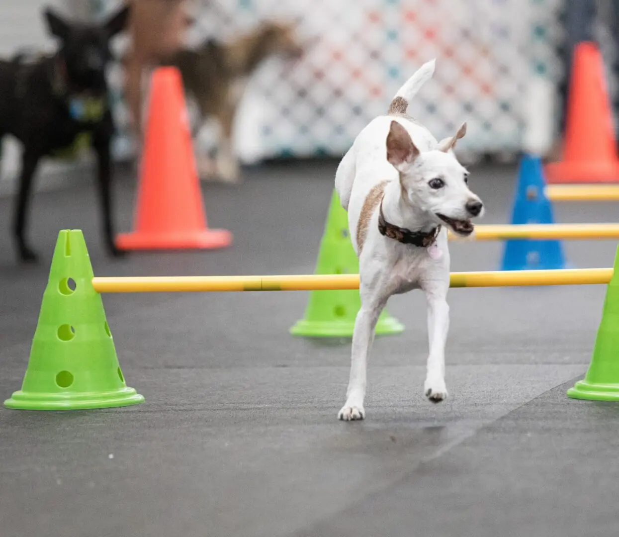 A white dog is jumping over cones in an obstacle course.