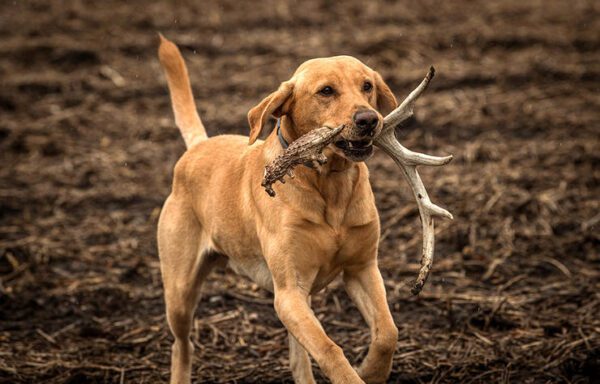 A labrador retriever carries an elk antler in its mouth.