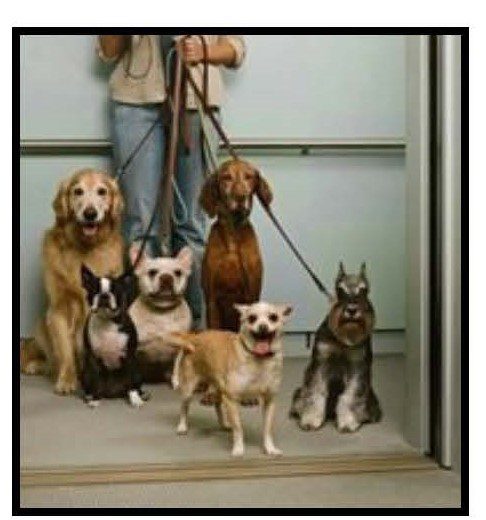 A group of CGC - Urban Canine (CGC-U) on a leash in front of a door.