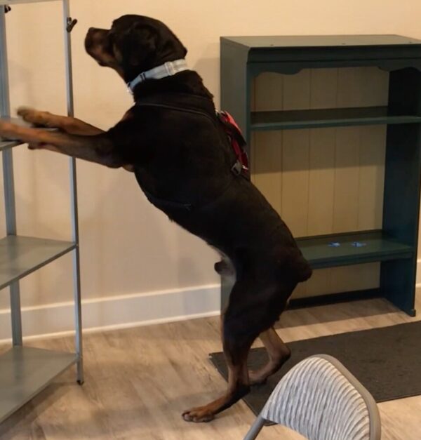 A rottweiler dog reaching for a shelf in a room.