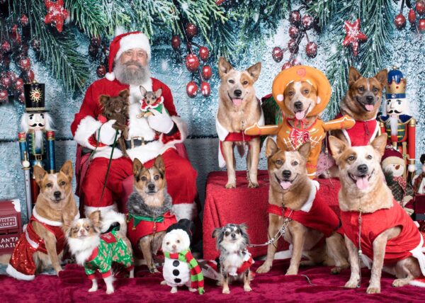 A group of dogs dressed up as santa claus.