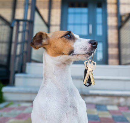 A dog holding a key to a house.