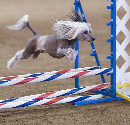 A chihuahua dog jumping over an obstacle.