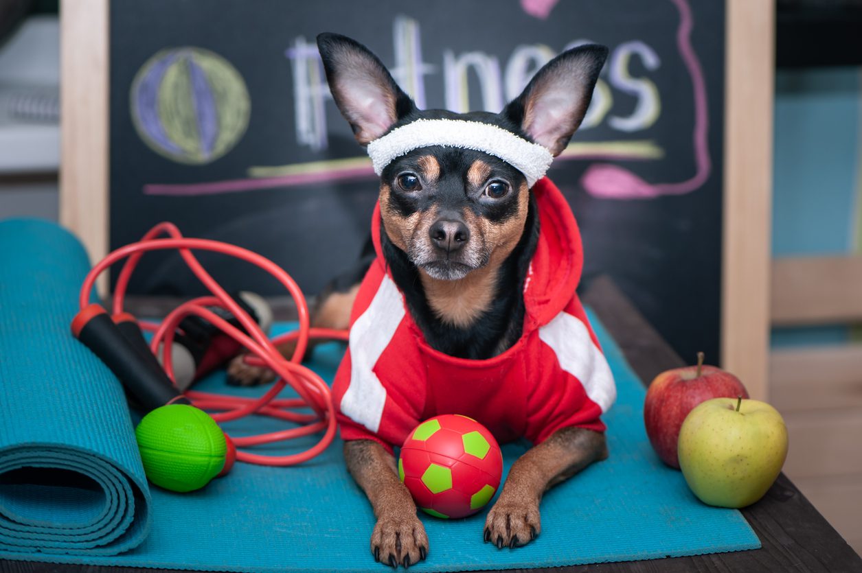 A dog wearing a santa hat sits on a table next to exercise equipment.
