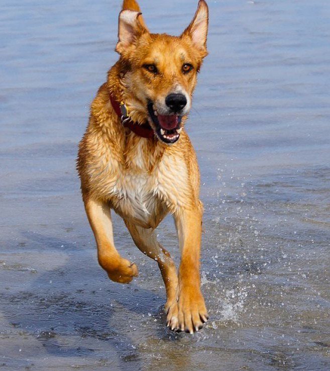 Happy Dog Water Dog