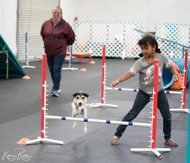 A girl and a dog jumping over an obstacle course.