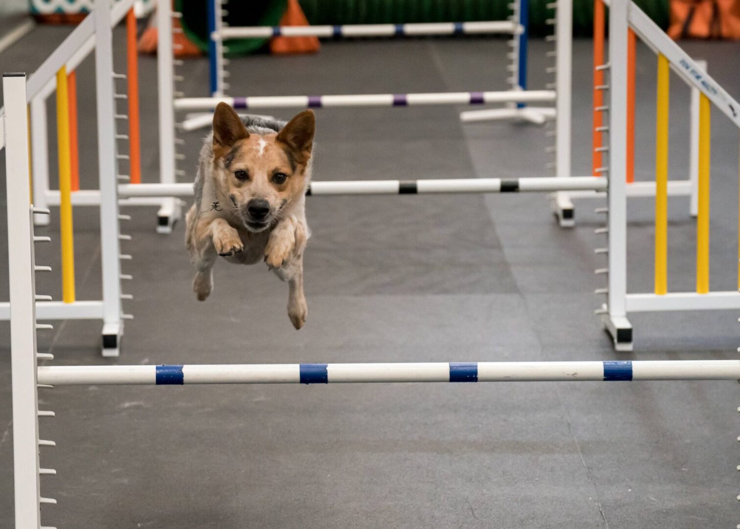 A dog jumping over an obstacle in an indoor arena.