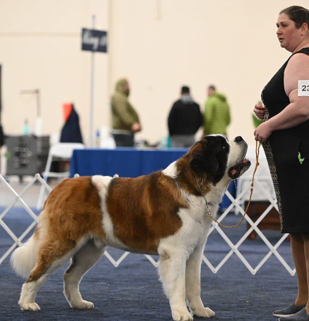 A woman is standing next to a st bernard dog at a show.