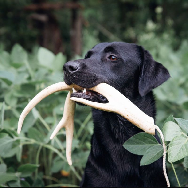 A Shed Dog - Private Instruction with antlers in its mouth.