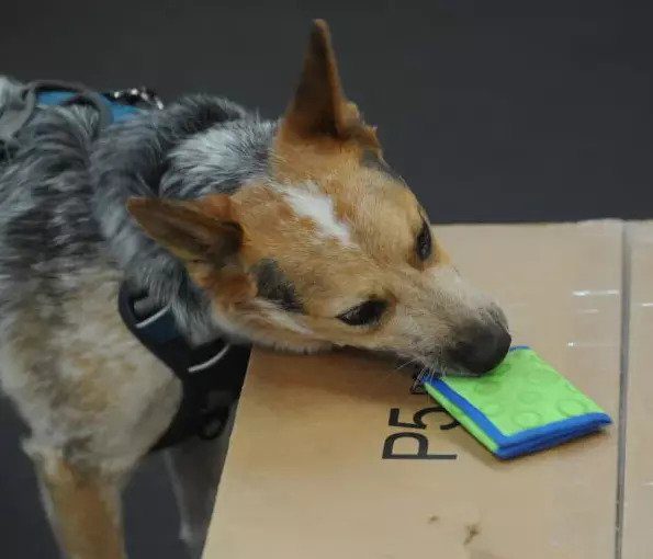 A dog chewing on a toy on top of a box.