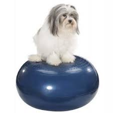 A small dog sitting on top of a blue ball.