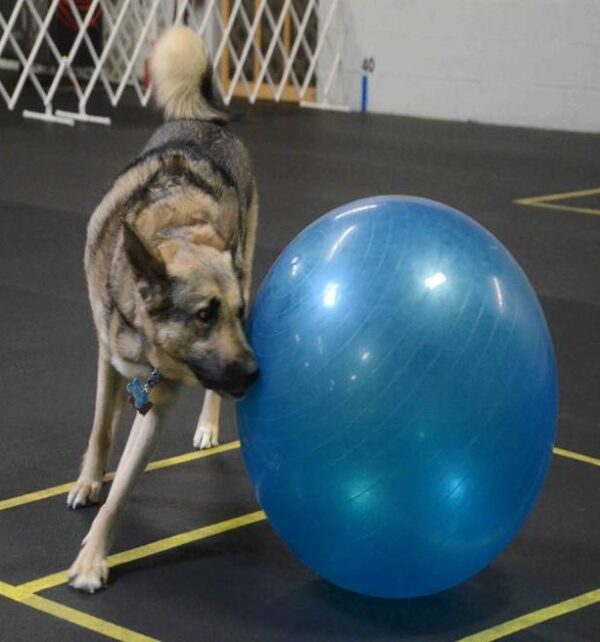 A dog is playing with a blue ball in a gym.