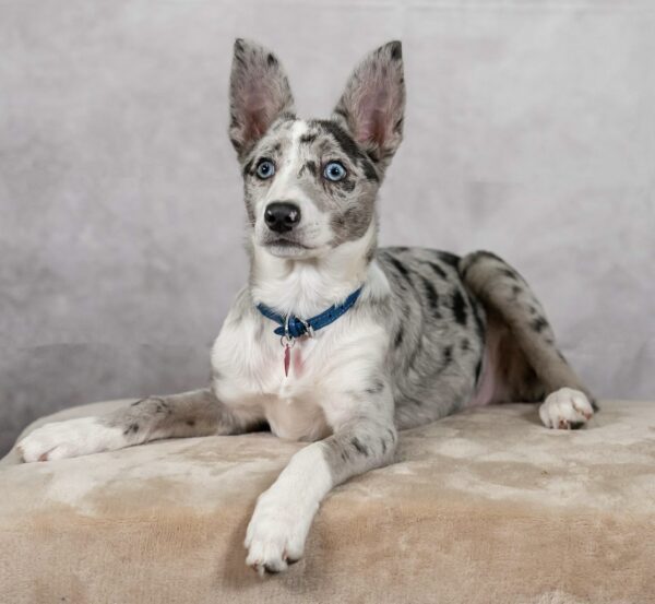 A black and white dog laying on a couch.