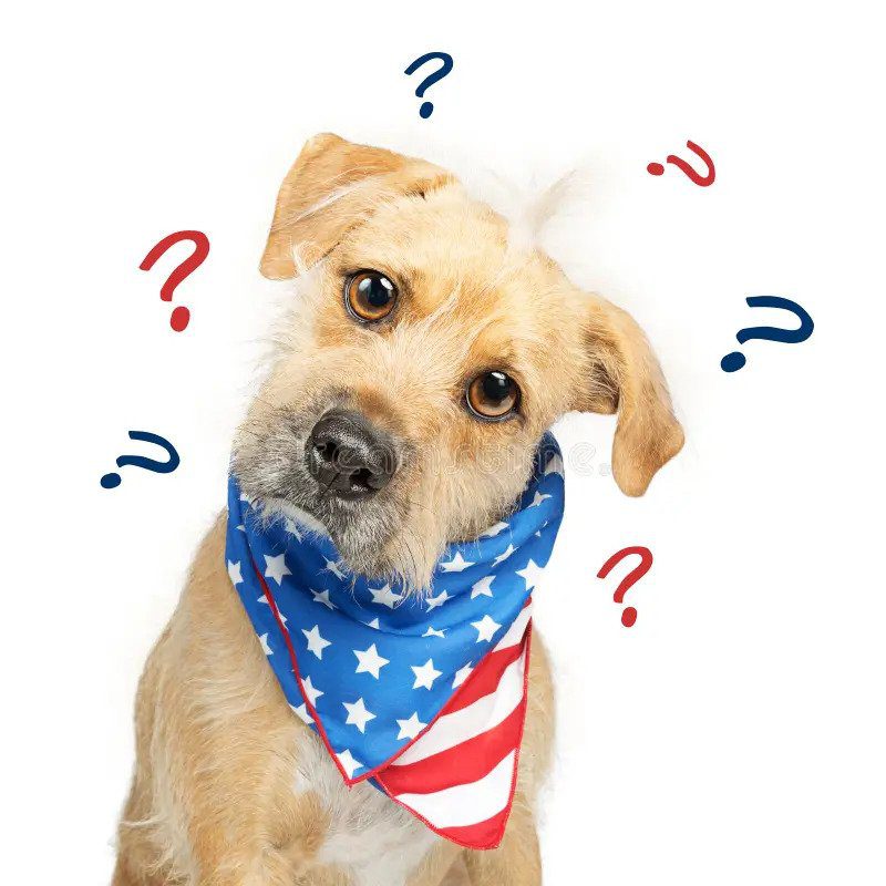 A dog wearing an american flag bandana.