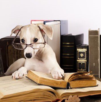 puppy and book cropped