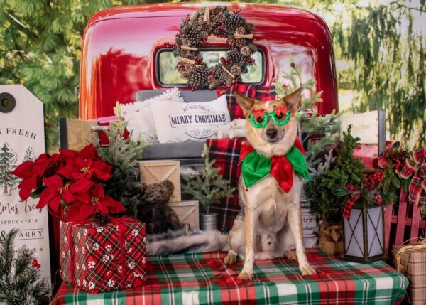 Events-Portraits with Santa