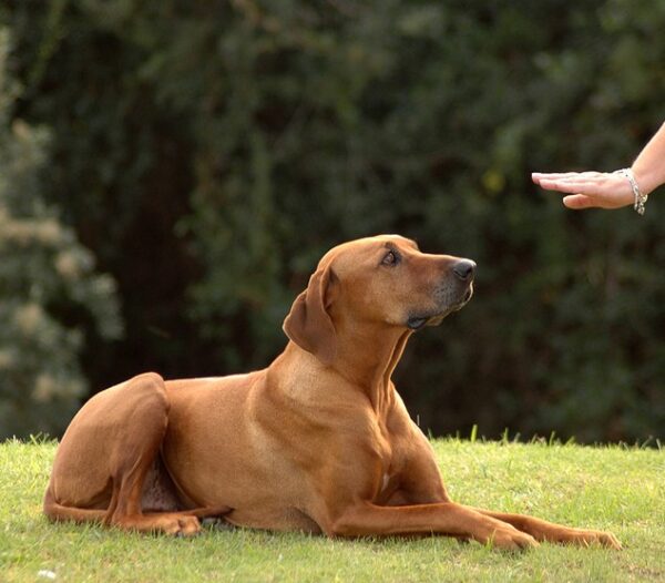 Obedience - Advanced Beginners