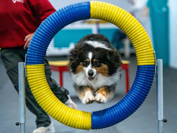 Agility Foundation 2