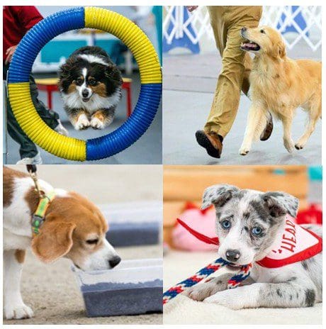 Dogs in agility, obedience, and play activities.