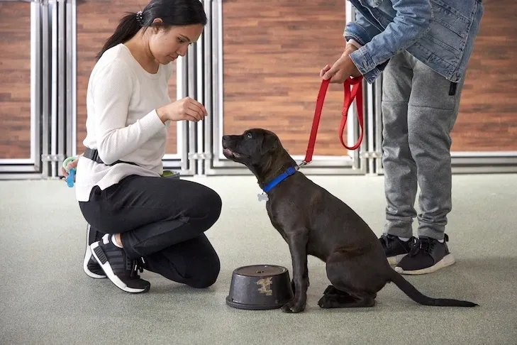 Woman kneeling trains black dog on leash