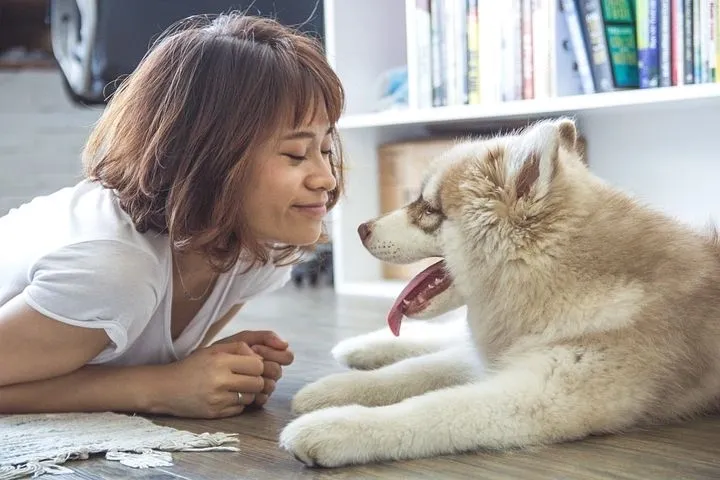 Woman smiling at fluffy husky puppy