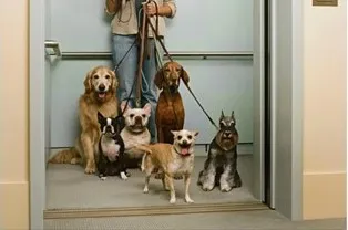 Person holding six leashed dogs in elevator