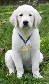 White puppy wearing medal on grass