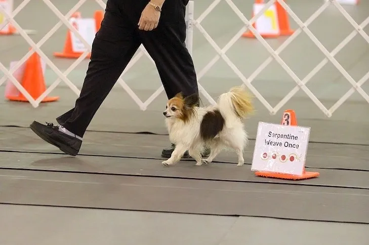 Small dog and handler walking in competition