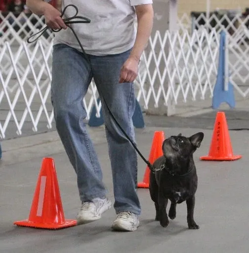 Person walking small black dog through cones