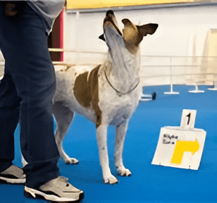 White and brown dog looking up at handler