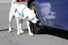 White dog sniffing a car tire